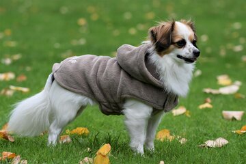 Bobby-Hond-Bodywarmers-en-Hoodies