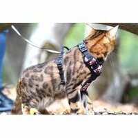 Kattenharnas Rando Monoi Bordeaux Rood